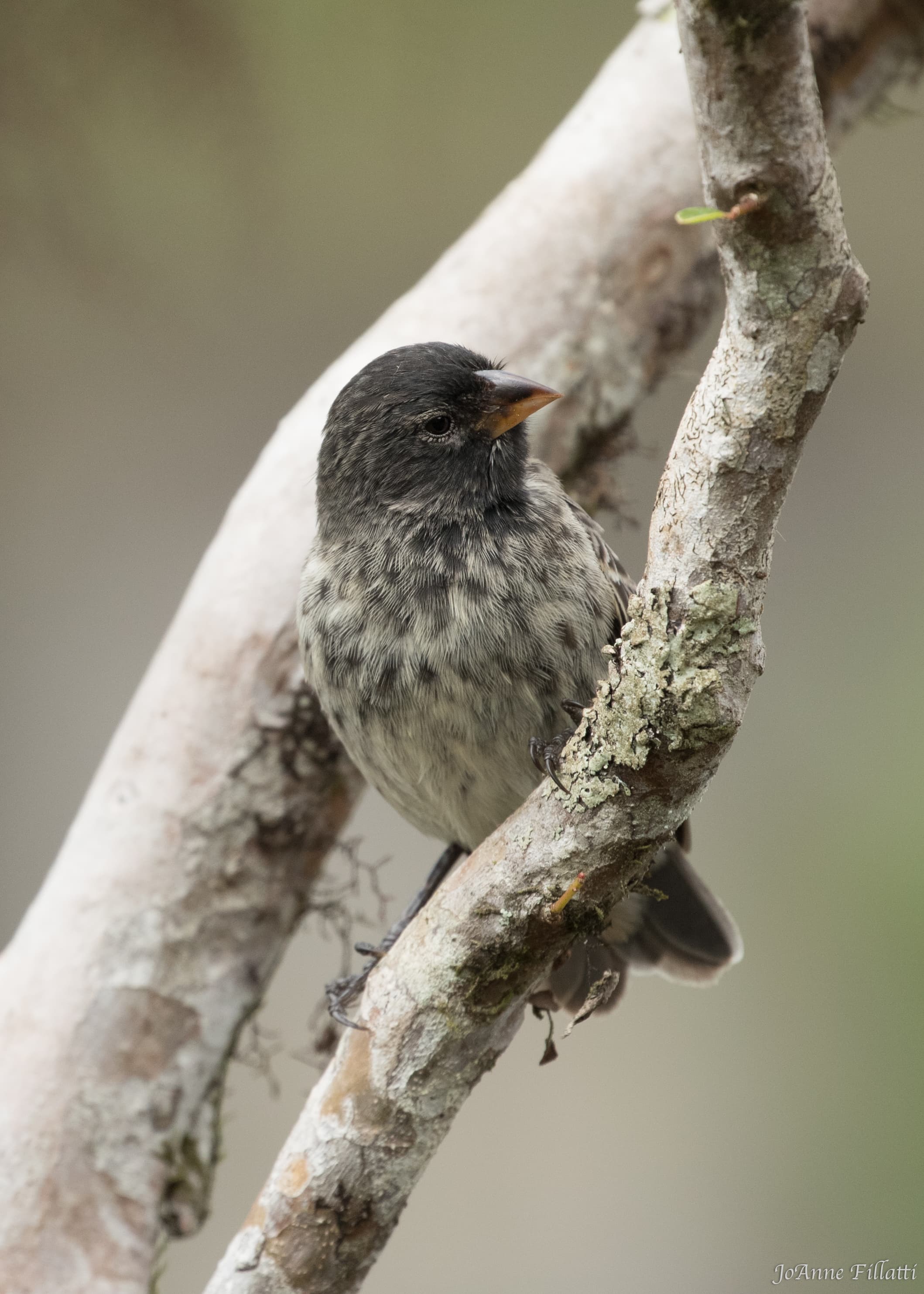 bird of galapagos image 37